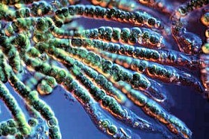 海洋性微生物由来の毒性物質から大腸がん治療薬候補が見つかる