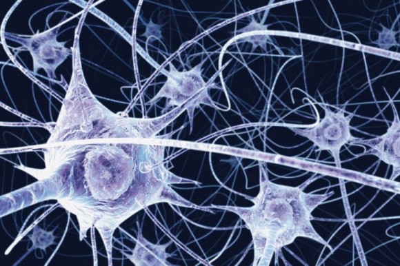 マウス脊髄神経細胞の再生を増大する新たなアプローチ