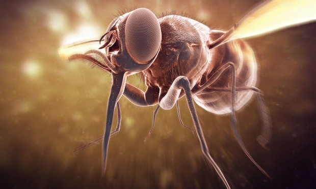 アフリカ睡眠病の原虫を人体の免疫系が攻撃しやすくする方法を発見