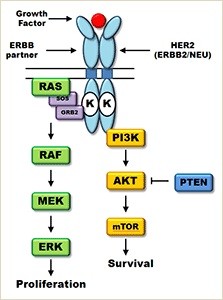 HER2陽性乳がん細胞のHER2をシャットオフするアンキリン反復改変タンパク質を開発