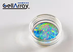 配向性細胞培養基材 CellArray-Heart 35mmディッシュ