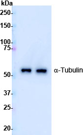Tubulin-HRP-1