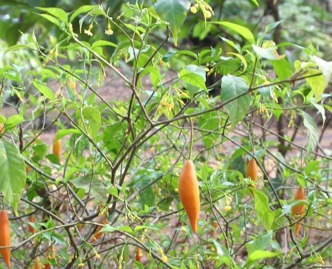 イボガインに代わる新たな治療法?研究者が特定した2つの化合物とは