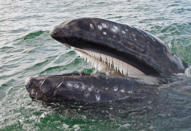 クジラの突然変異率は、これまでの報告よりも格段に高いことが判明
