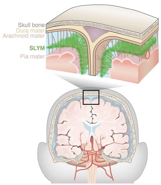 脳を保護し感染や炎症を監視する脳の構成要素が発見された