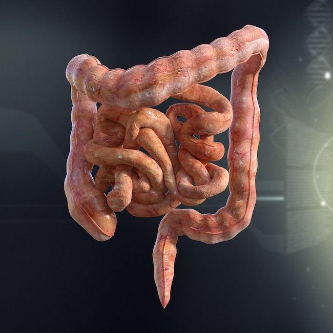 食事と腸管幹細胞:健康とがんリスクの関係を明らかにする最新研究