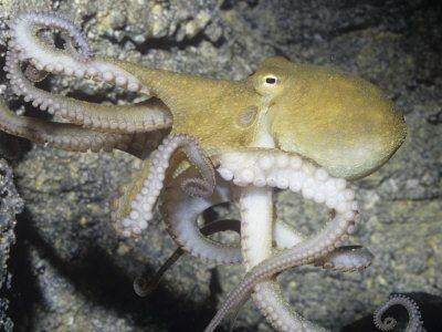 タコのRNA編集:環境適応の鍵となる驚きの発見