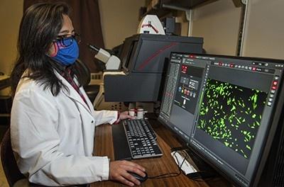 免疫機構を乗っ取る呼吸器ウイルスにはアキレス腱があるかもしれない