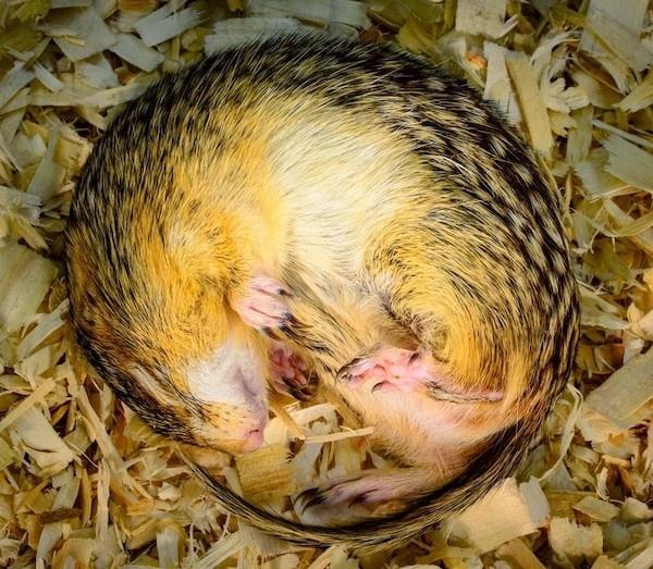 冬眠中のリスが腸内共生細菌によって窒素を再利用し、冬でも筋肉を維持することを発見。宇宙飛行の多くの課題を同時に解決できる可能性を示唆。