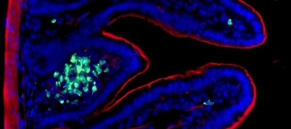 腸内における自然免疫記憶を発達させる仕組みが解明される