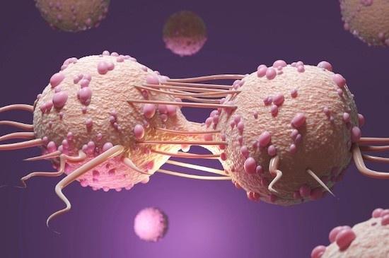 癌発生における機械的圧力の驚くべき役割をキュリー研究所の研究者らが報告