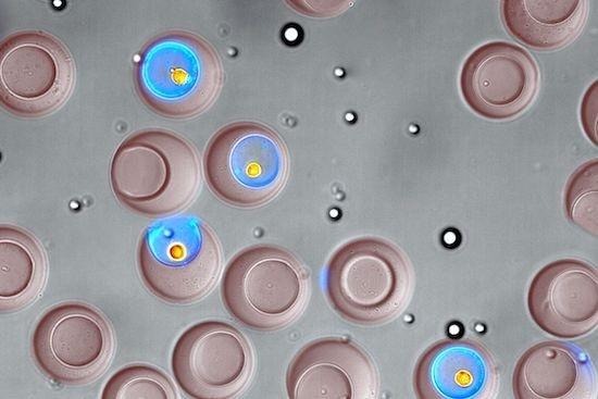 UCLAが機能別細胞選別技術を開発。創薬や生物学研究への応用に期待。