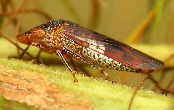CRISPRがワイン畑を枯死させる害虫(Glassy-Winged Sharpshooter)駆除に新たな希望をもたらす