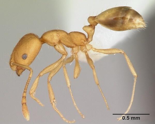アリの脳の複雑さをシングルセル技術を用いて細胞レベルで解明