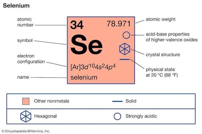 人体がセレンを取り込むための重要な細胞機構を初めて解明。その生物学的にユニークな構造が明らかに。