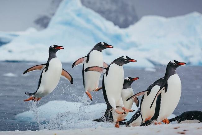 ペンギンの羽の構造が効果的な防氷技術に。電線や風力タービン、さらに