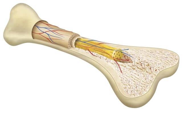 骨本来の環境を模倣した特殊なハイドロゲルにより骨の再生を誘導することに成功