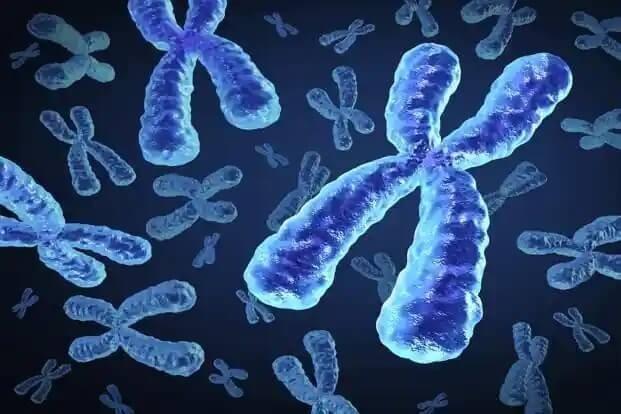 一部の男性の癌ではX染色体が不活性化されている