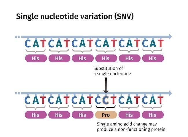がんの小さな変異(一塩基変異)を特定する新しいin vivo塩基編集ツールが研究界で注目を浴びる