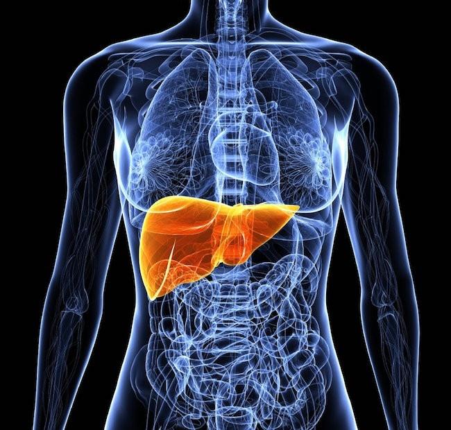 リポファジー:肝臓の脂肪蓄積を動員する新しい発見