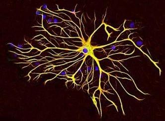 新種の細胞:グルタミン酸性アストロサイトが発見され、神経科学界に衝撃が走る