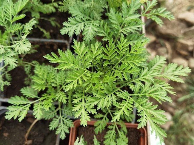 ヨモギ属の越年草が、脳腫瘍やウイルス感染症の治療に役立つ可能性