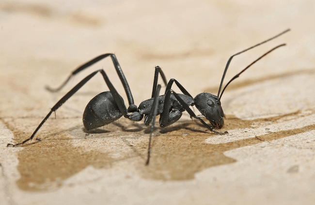 血液脳関門がアリの行動を制御していることが発見された
