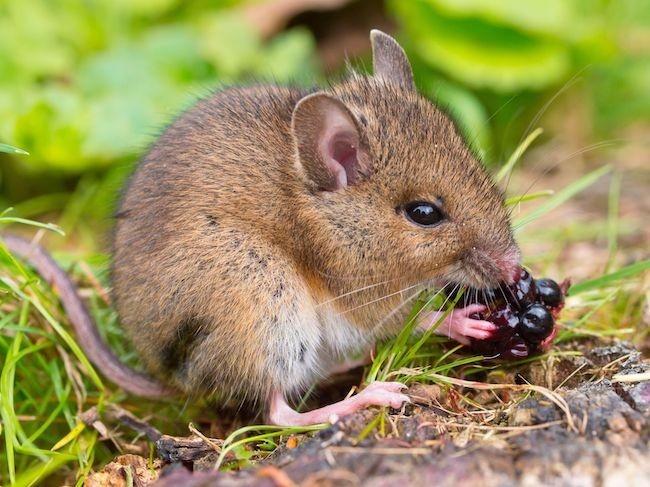 間欠的な断食でアルツハイマー病症状が改善されることがマウスモデルで判明