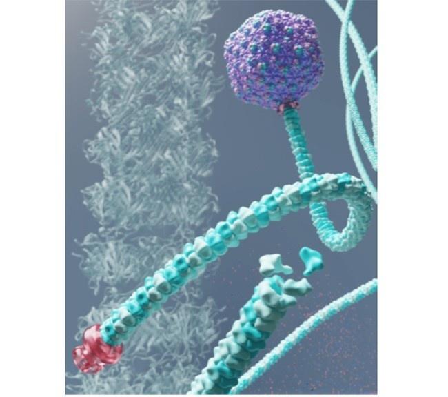 極めて長い尾を持つ“ラプンツェル”バクテリオファージの構造が示す進化論的な奇妙さ