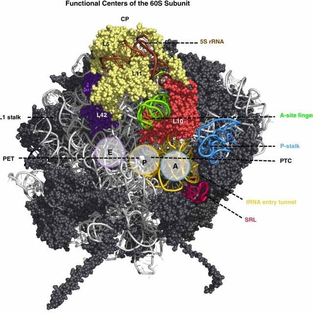 ヒトのリボソーム組み立て、ロックフェラー大学の研究で新知見