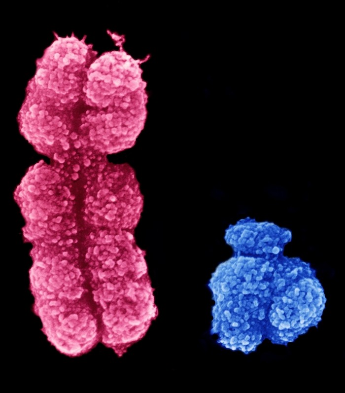 第三世代シークエンシング技術とY染色体の解読が開く消化器疾患の新展望