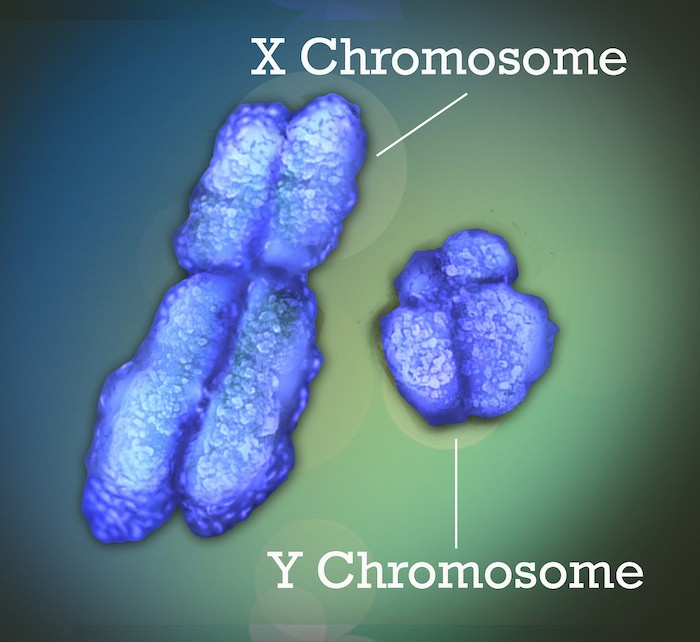 ヒトY染色体の完全配列：新たな医学的可能性を開く
