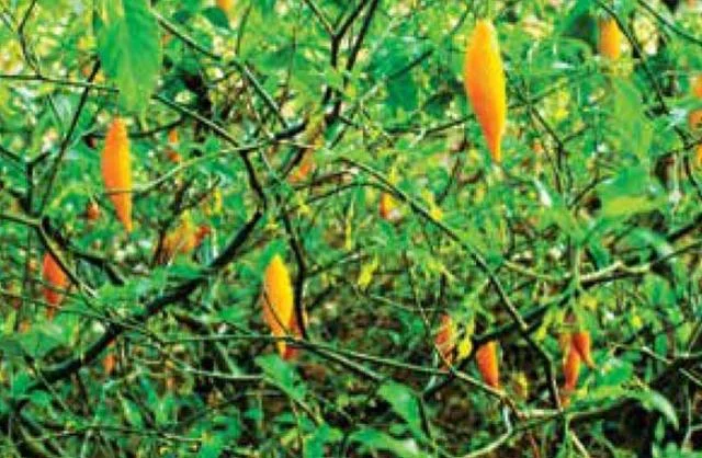 幻覚剤ではないサイケデリックス薬イボガイン類似体が、依存症、うつ病、その他の精神障害を治療する可能性