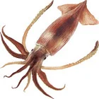 遺伝子編集で即時適応: 驚異的なヤリイカは神経系RNA転写を60%までその場で編集。ショウジョウバエではわずか3%