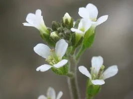 植物の適応性の秘密はエピゲノムの高度な多様性