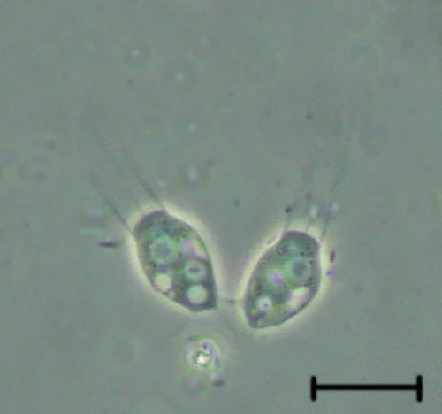 ウイルスを食べる海洋原生生物を発見か？これまでウイルスを食べる生物は知られていなかった