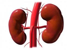 腎腫瘍からがん幹細胞を分離