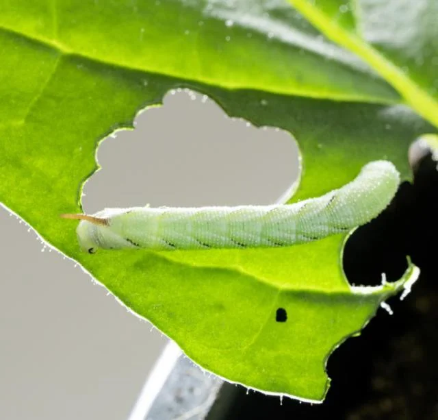 フラソミクス解析でタバコ野生種が自分を傷つけずに防御毒素を生合成する仕組みを解明