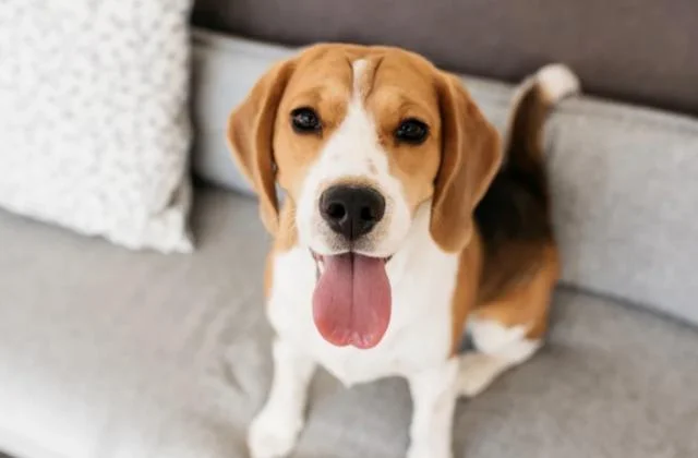 ビーグル犬が97％の精度で患者血清から肺癌を嗅ぎ分けた