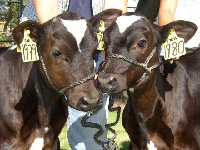 牛の研究から哺乳動物のクローンが失敗し易い理由を解明