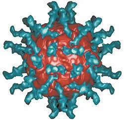 ポリオウイルスで脳腫瘍治療の可能性