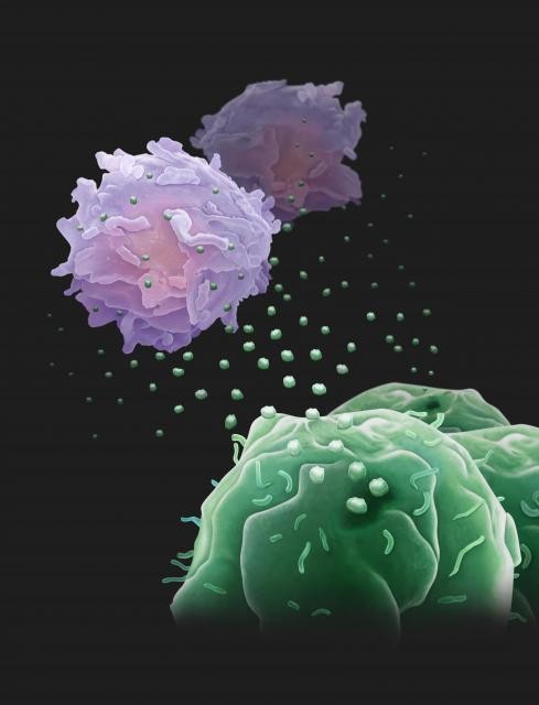 癌細胞は遠方から免疫システムにドローン（エキソソーム）を送り、免疫システムを抑制することが判明。