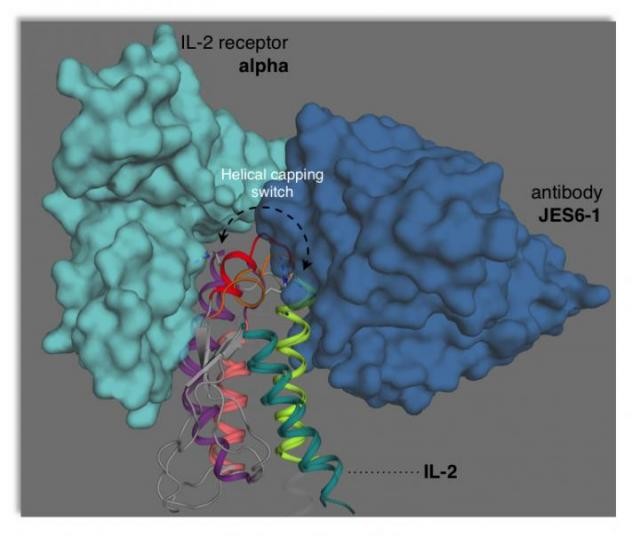 インターロイキン2（IL-2）の柔軟な構造の新たな理解が創薬を導く可能性