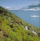氷の下で1,500年過ごした南極のコケ生き返る