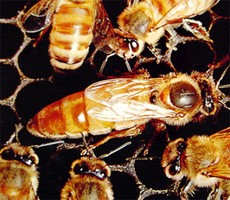 働きバチか女王蜂かを決めるタンパク相互作用