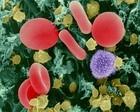 腸内細菌と血球成長との間に感染を防ぐ免疫力ひそむ