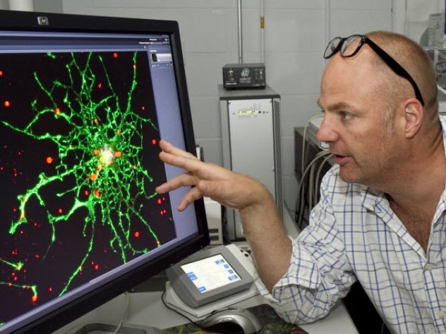 ハーバード大学の研究チームが多域Brain-on-a-Chipを新開発