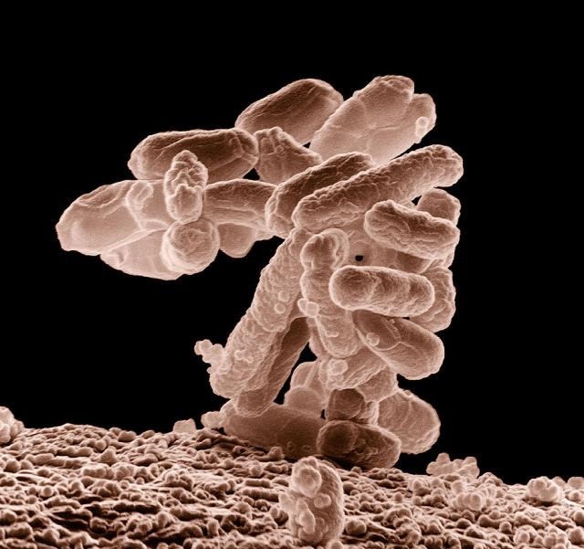 糞便微生物叢移植が癌患者の免疫療法への反応を助ける可能性を新研究が示唆