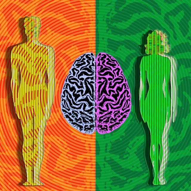 男女間の脳の違いと思春期のタイミングを左右する遺伝子に新たな知見。脳の性差は遺伝子に組み込まれているらしい。
