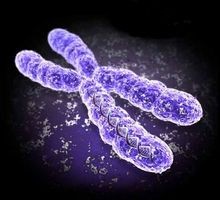 染色体は綯を形成する